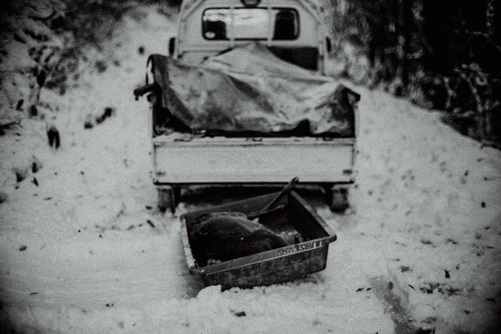 雪道での軽トラックと捕獲して山から運び出した鹿。