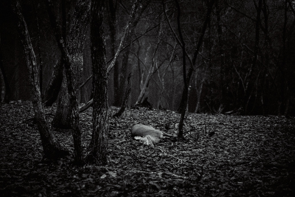 山中で捕らえた鹿