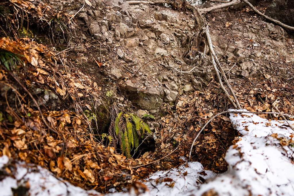 見つけた熊穴